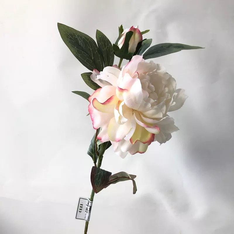Elegantné kvitnutie pivonky